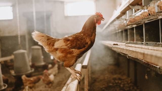 gallina (2)