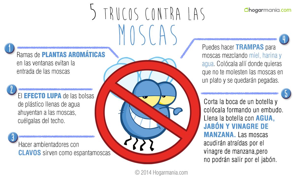 5 TRUCOS ANTIMOSCAS