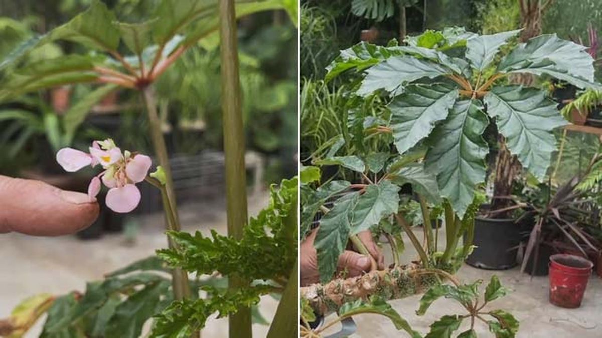 begonia carolineifolia highlander coleccion de inigo segurola jardinatis