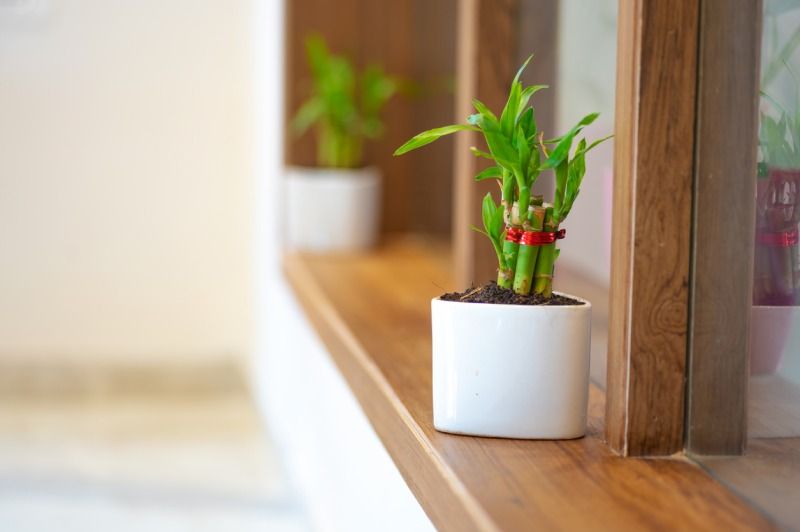 Dracaena sanderiana.