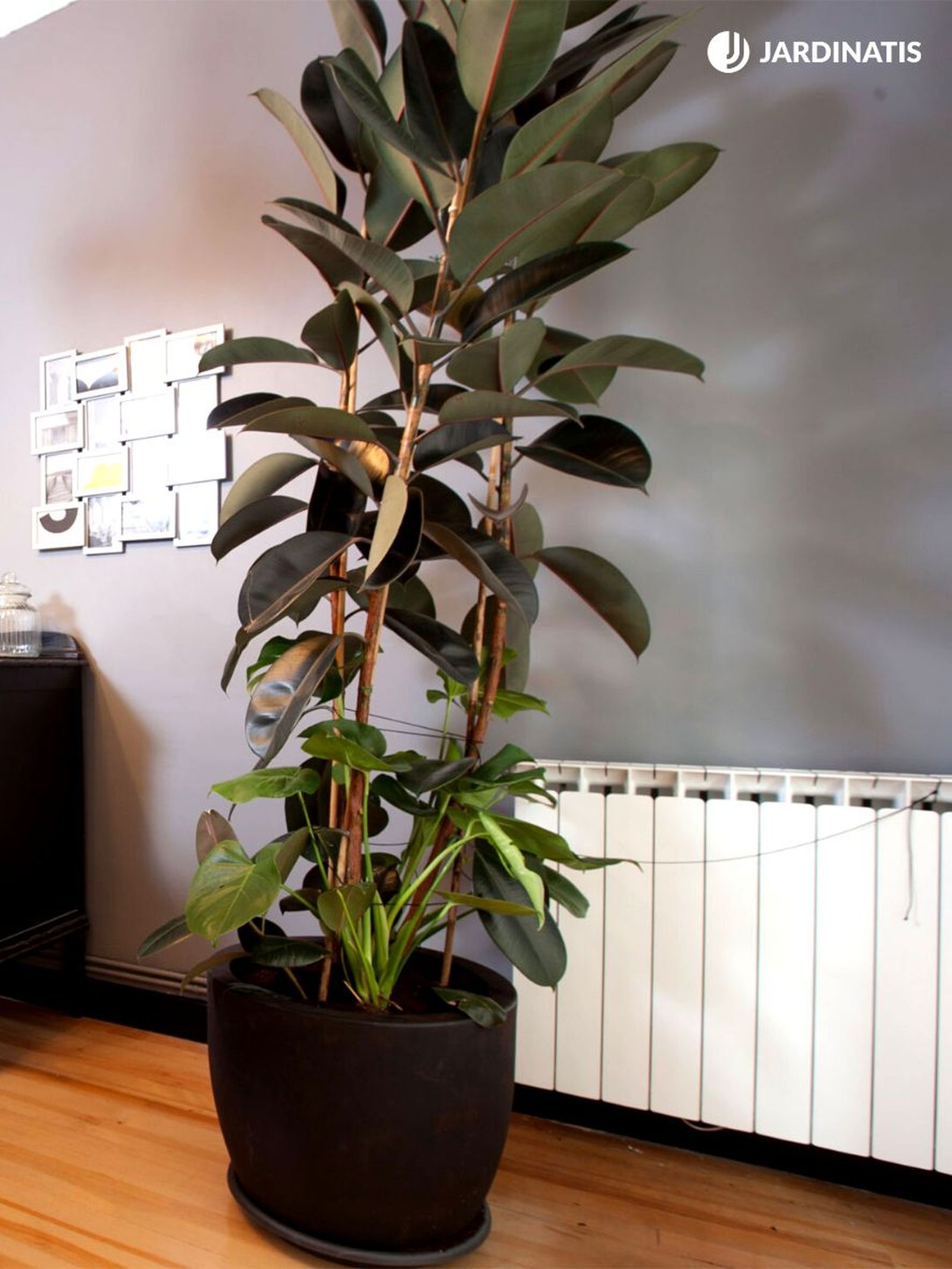 Ficus robusta junto a monstera