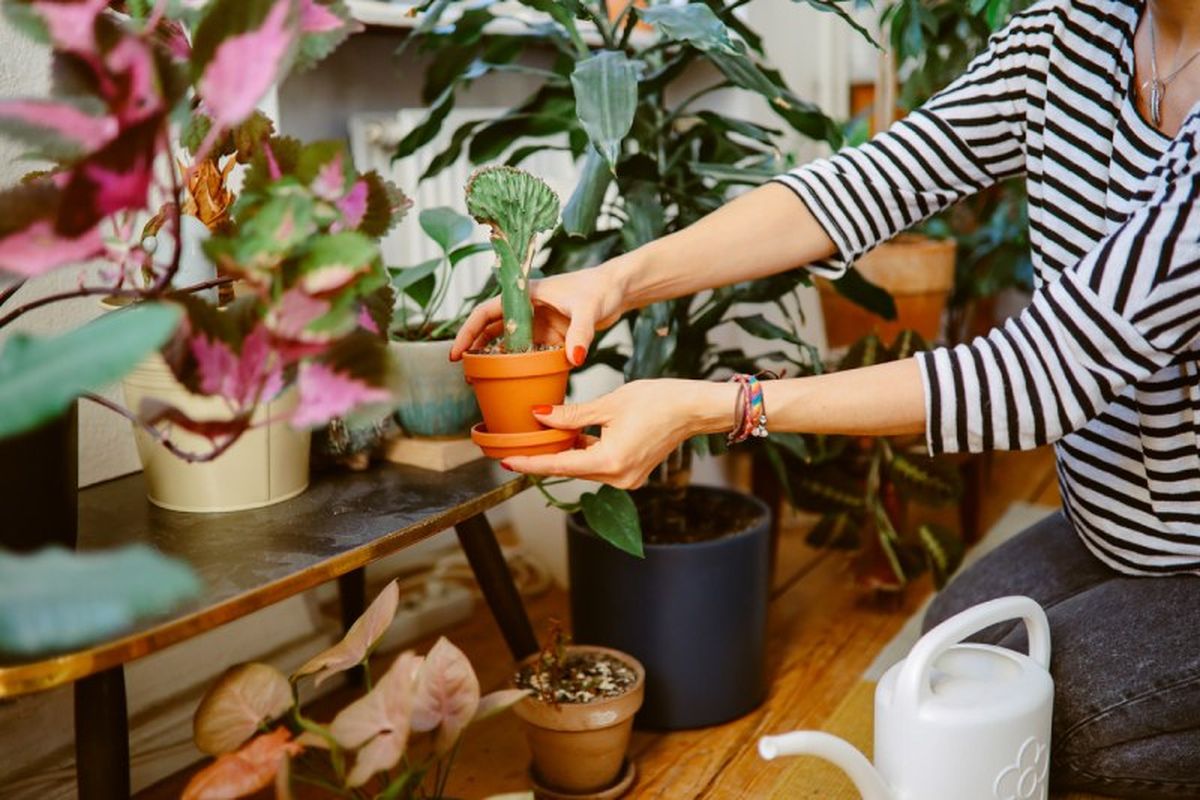 Coleccionar plantas de interior se está convirtiendo en un auténtico fenómeno