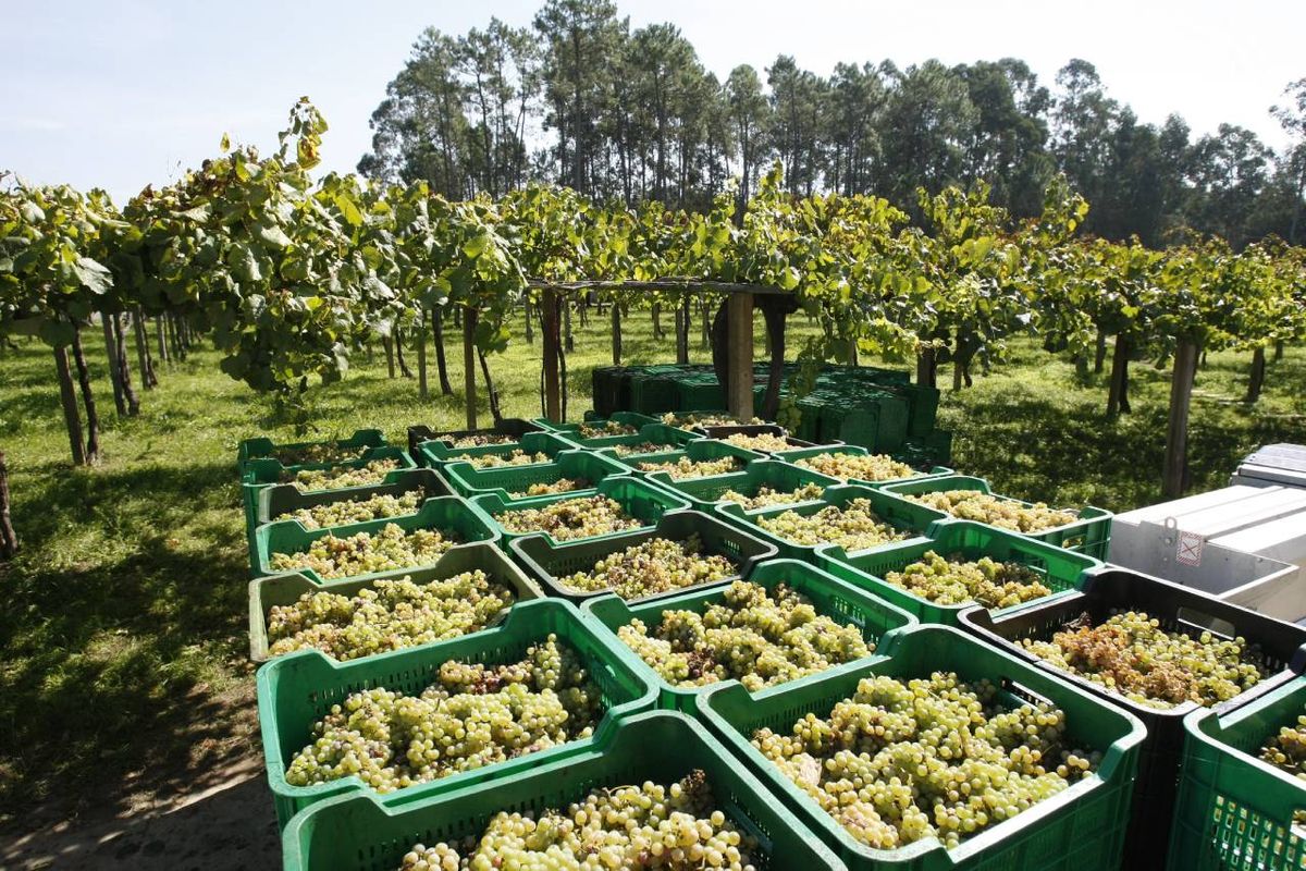 Albariño, la uva blanca que reina las Rías Baixas