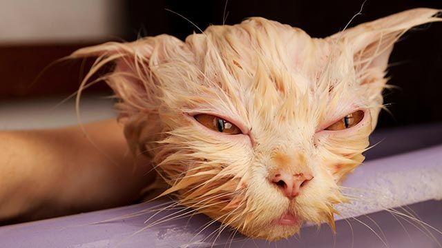 10 fotos de gatos mojados 4