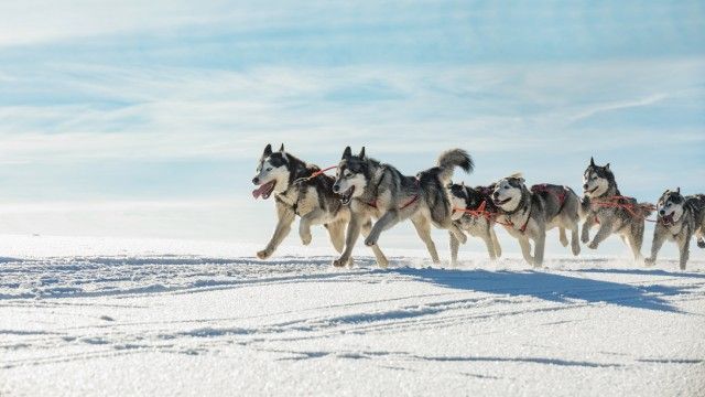 husky siberiano 2