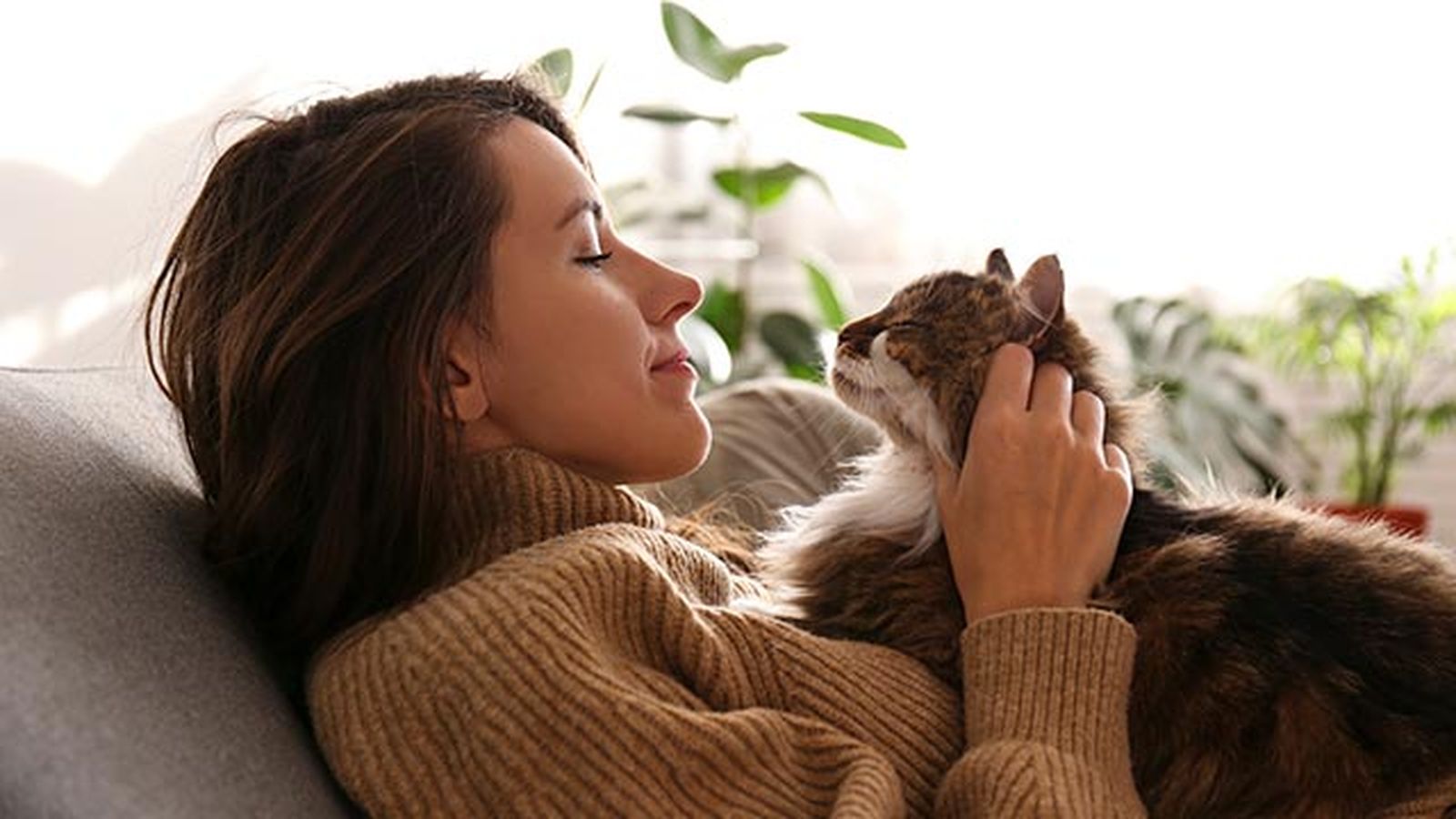 prohibiciones obligaciones ley proteccion animal 2 gato