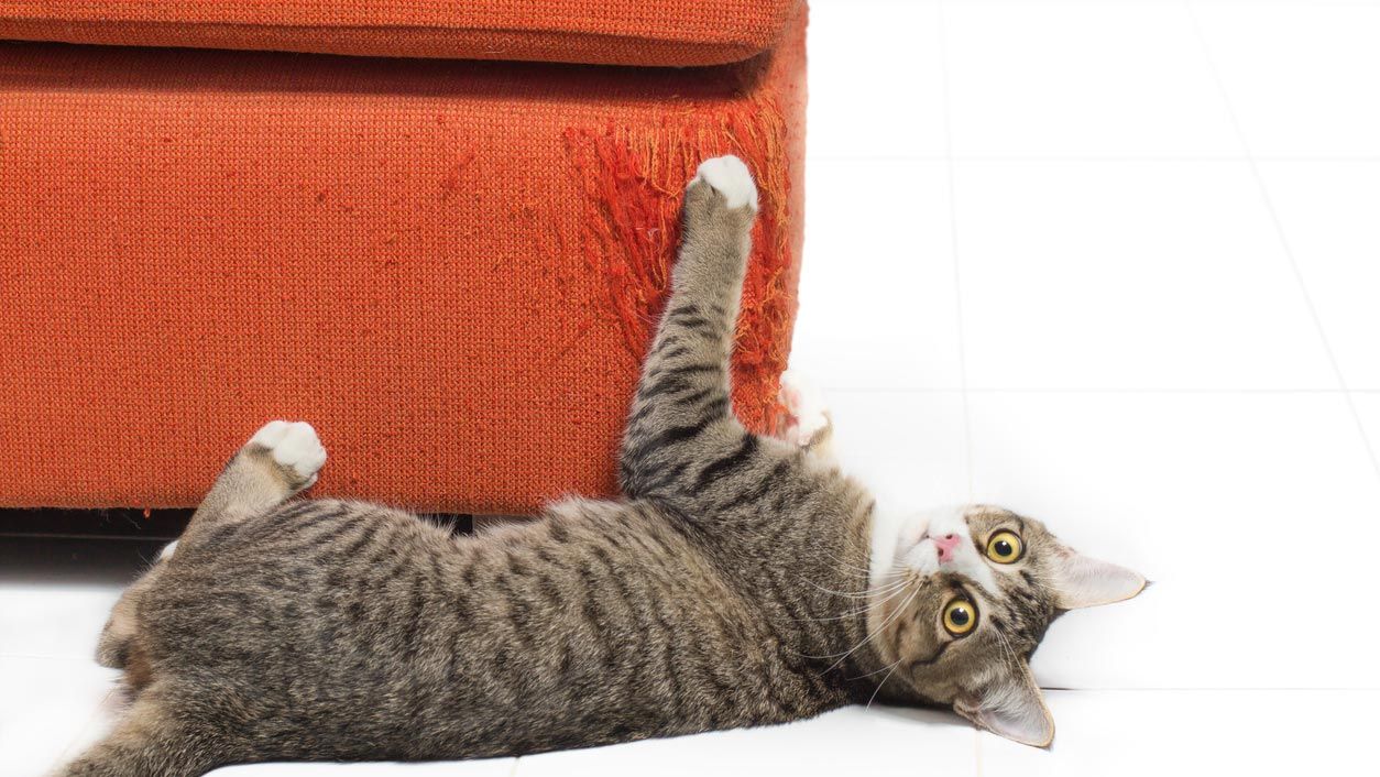 sofa aranazos gatos 1