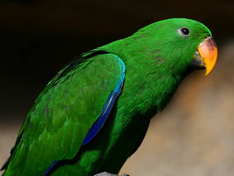 Su carácter tranquilo lo convierte en un loro ideal para tener en casa como mascota.