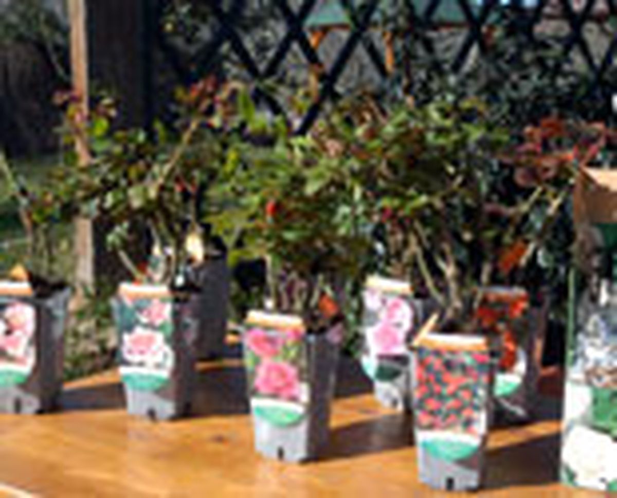 326 plant rosa macet p01