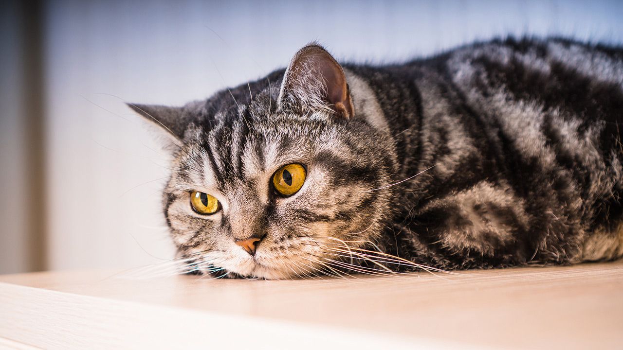 claves para saber si tu gato se siente invadido estres