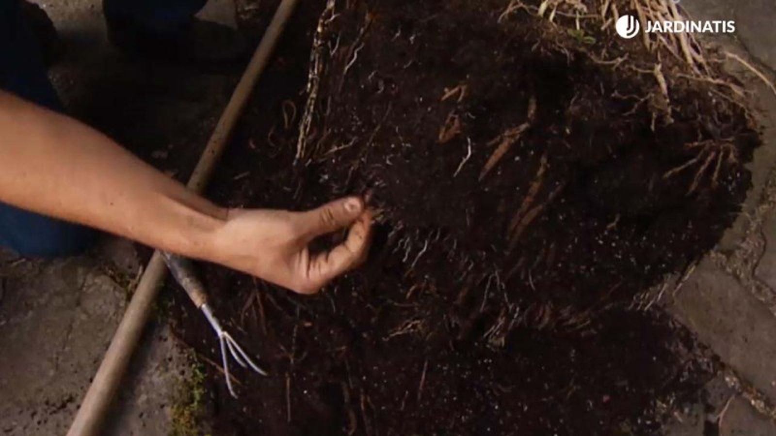 Poda de raíces de la drácena marginata