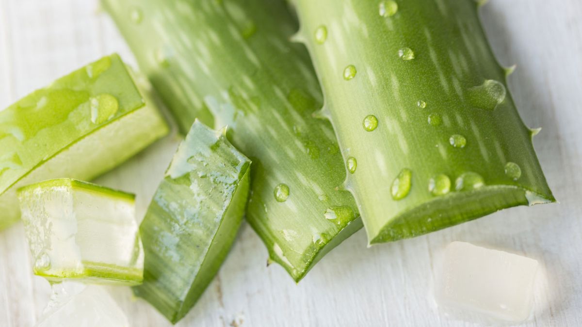 aloe vera