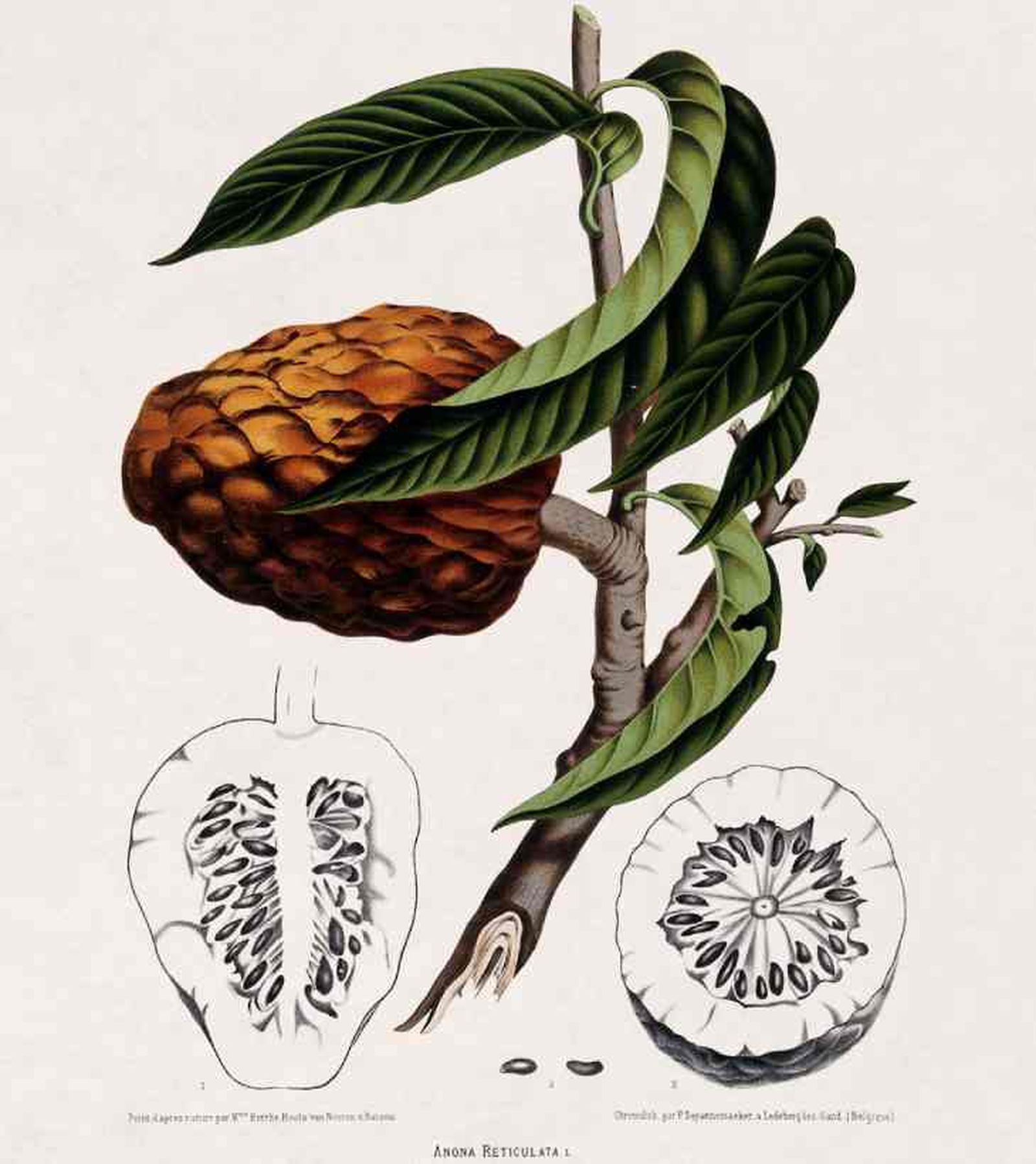 ilustracion de la planta de la chirimoya