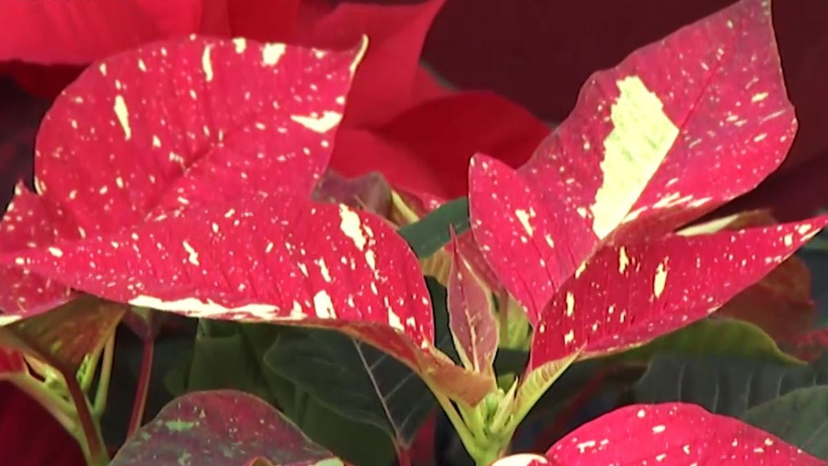 deco 414 variedades flor de pascua 1