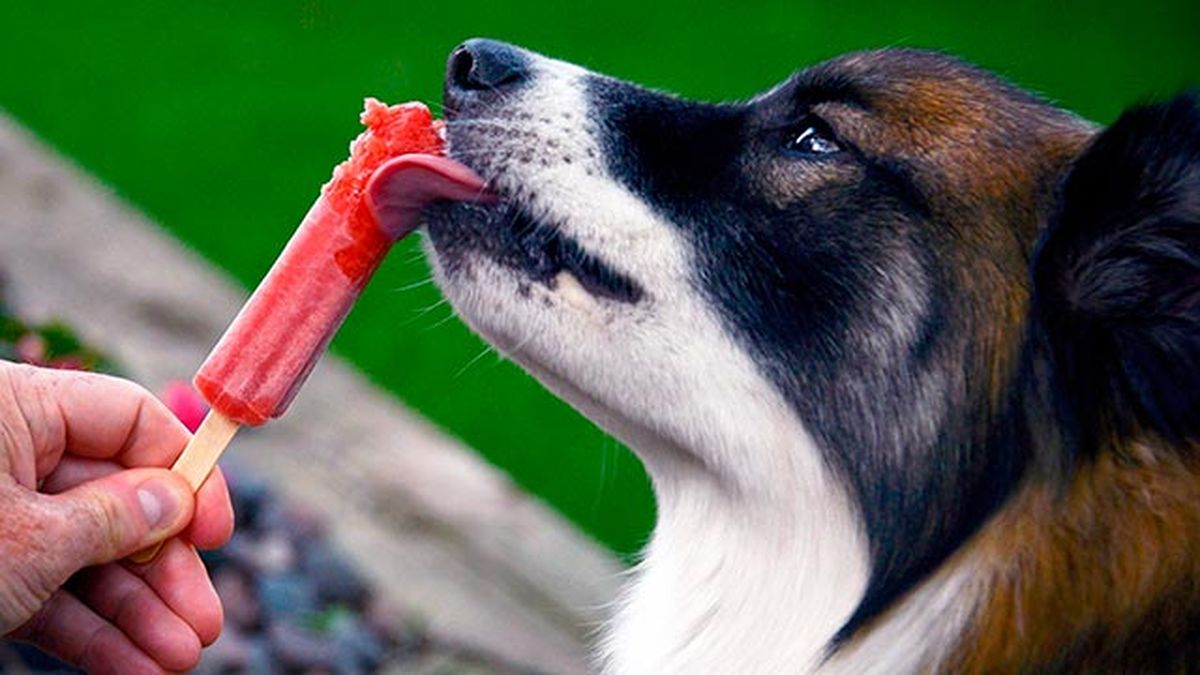 mascotas perros polos
