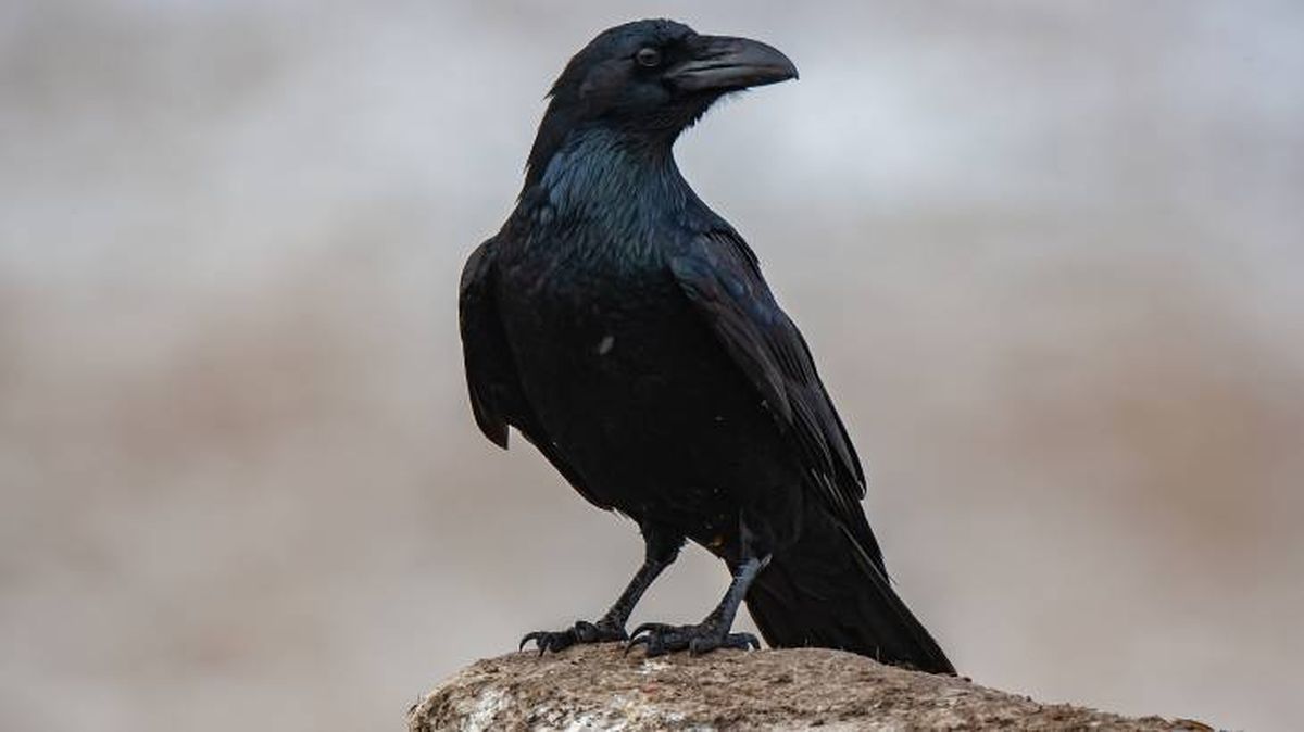 animales usan herramientas cuervo