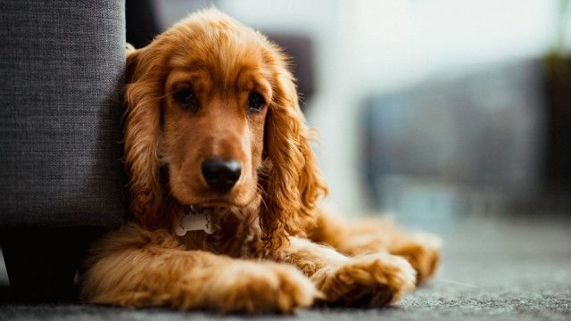 cocker spaniel 8