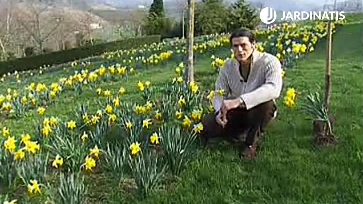 jardin ciclo de los narcisos deco jardin 16