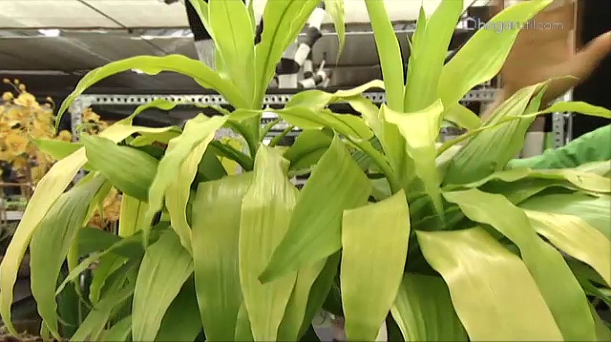 plantacion dracena fragans xl