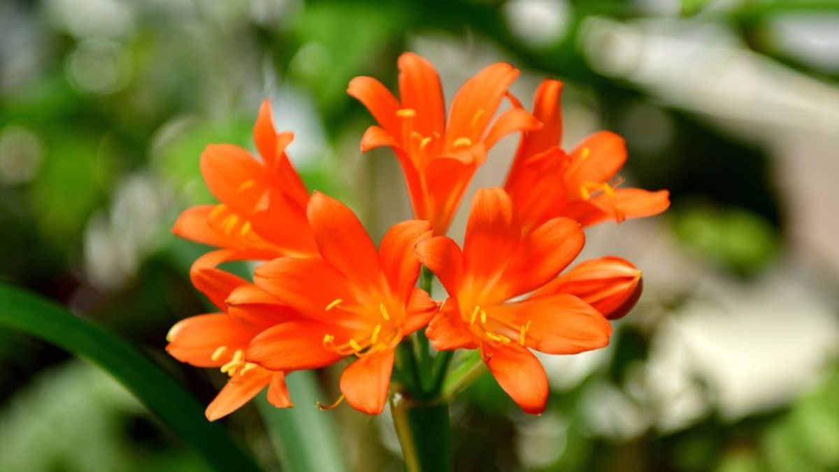 Las flores de la clivia captan totalmente la mirada.