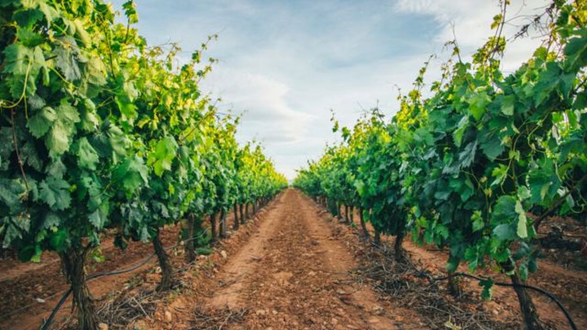 vinedo de uvas con pasillo