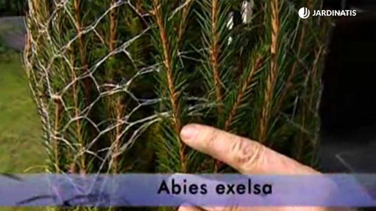 deco 278 abies excelsa