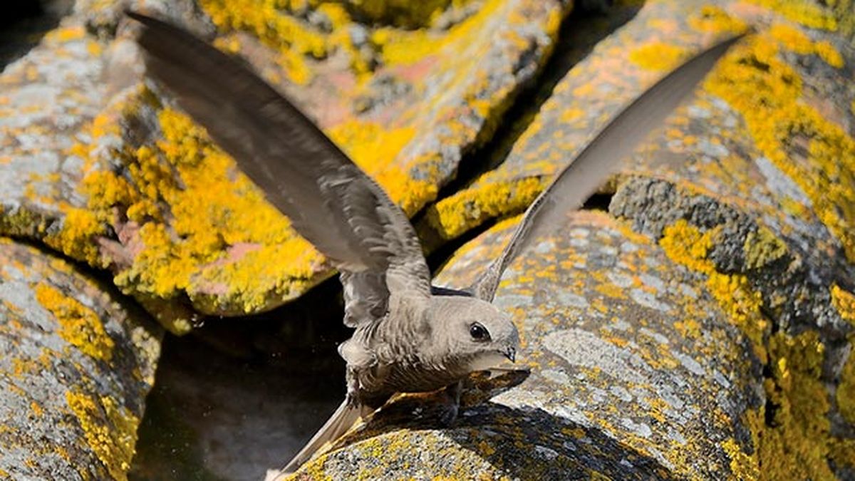 vencejo comun 4 pequeño