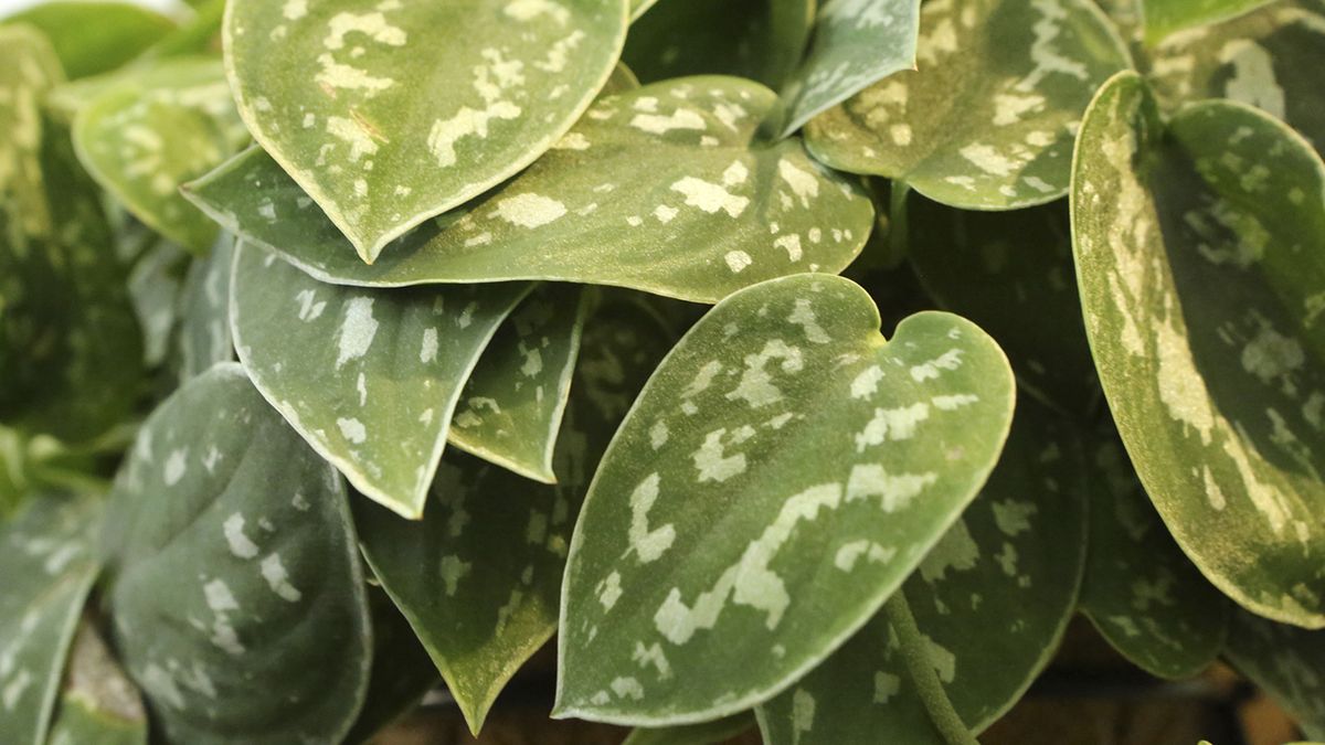 scindapsus pictus cuidados