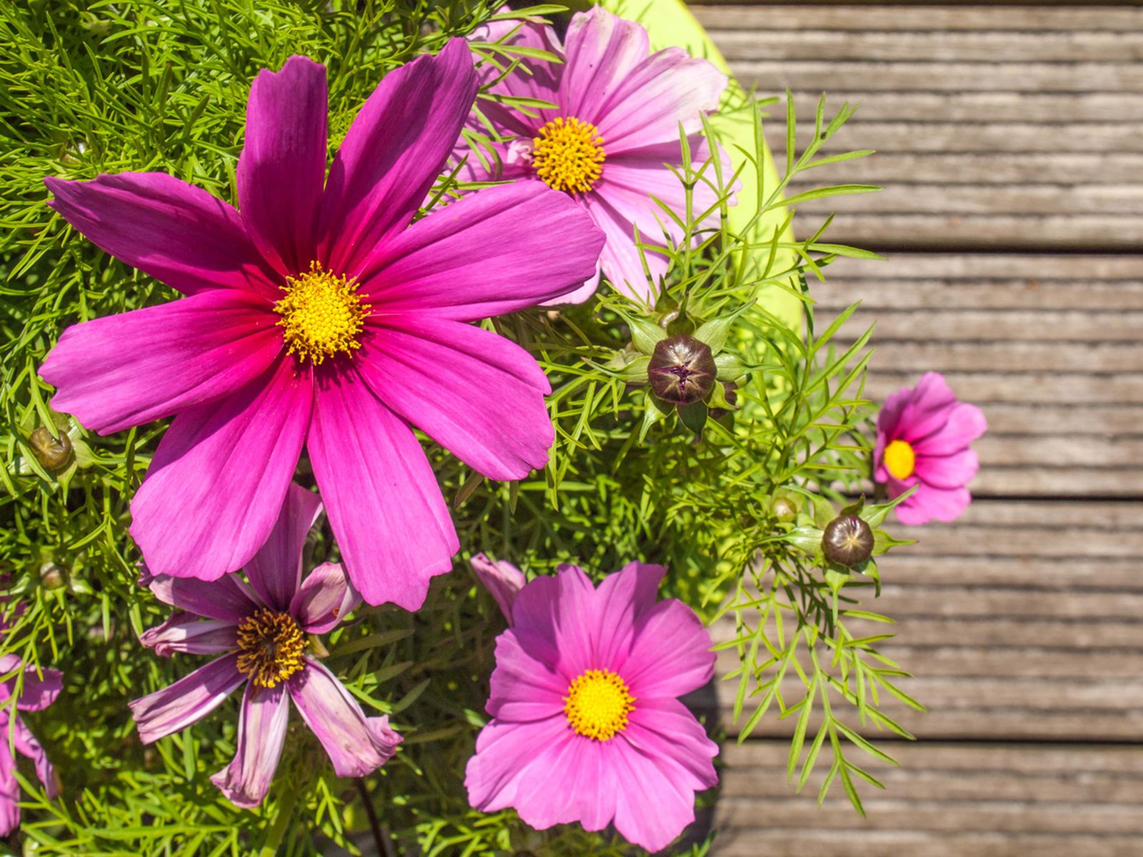 El cosmos es una planta anual que llena de color el jardín en verano.