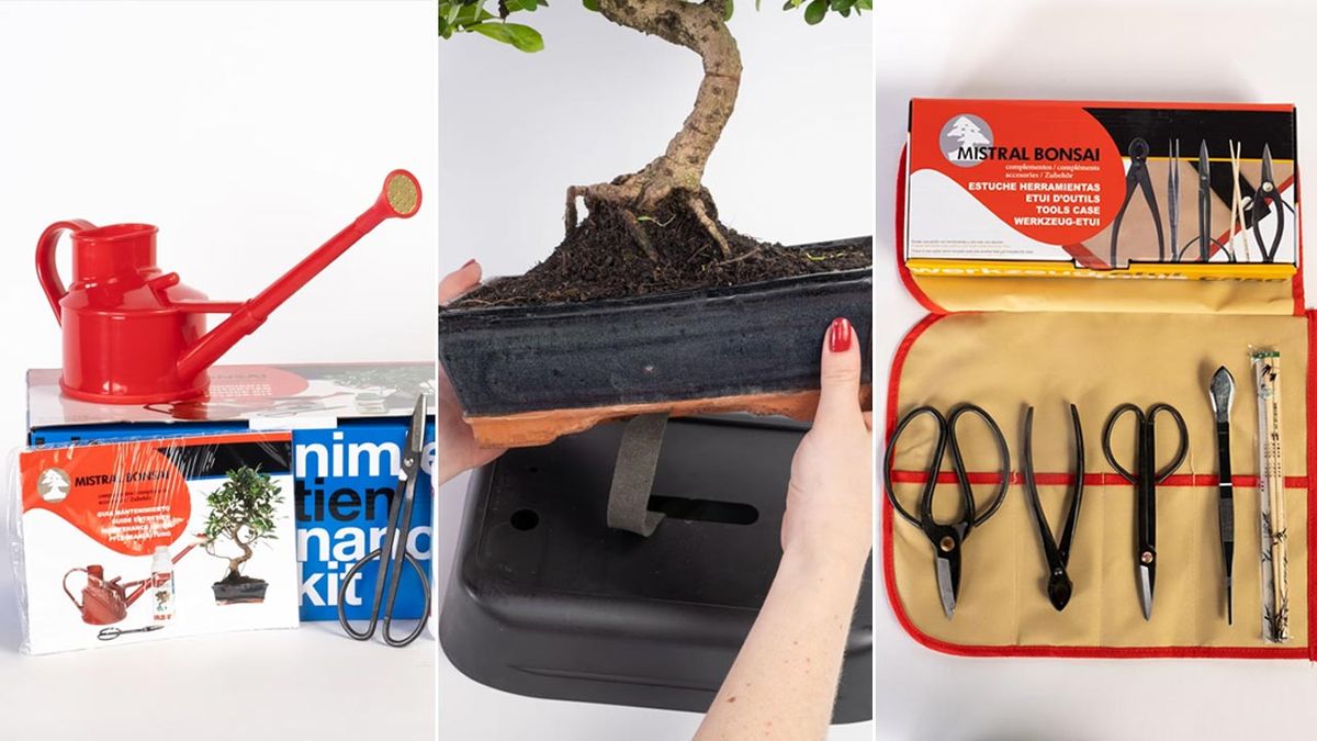 productos de be green para cuidar los bonsais