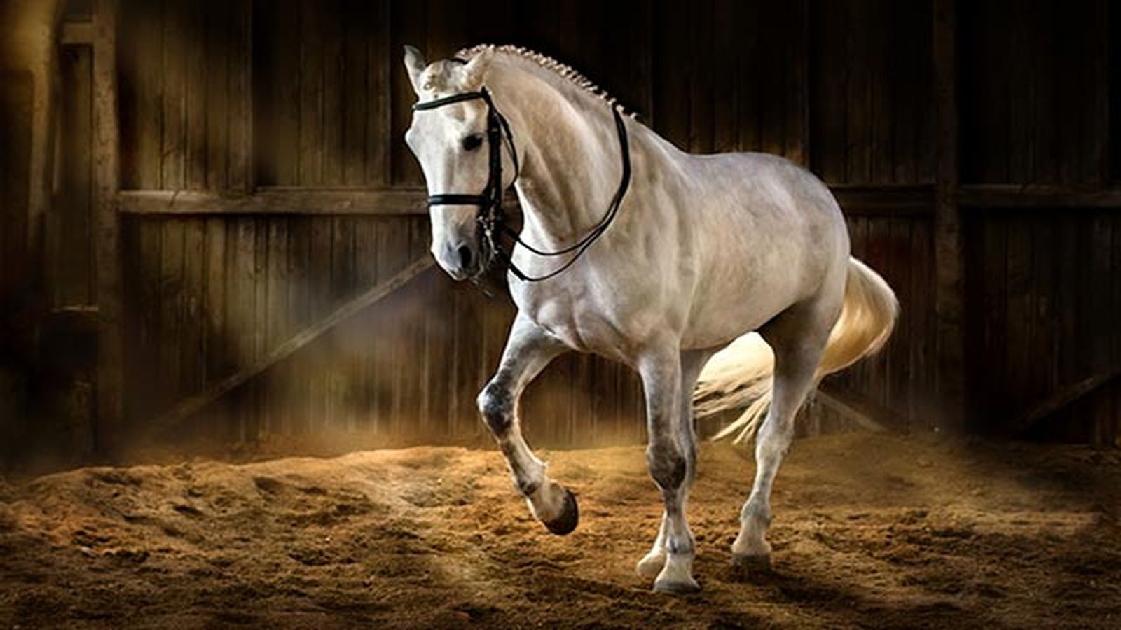 Caballo Cartujo