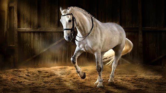 Caballo Cartujo