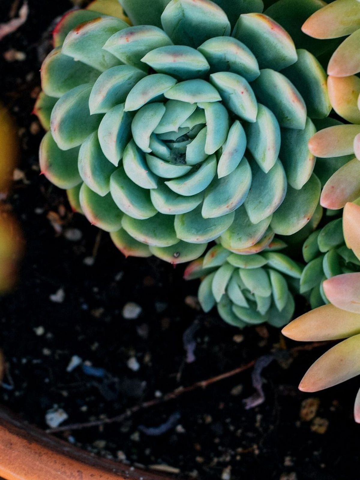 echeveria elegans rosa de alabastro caracteristicas