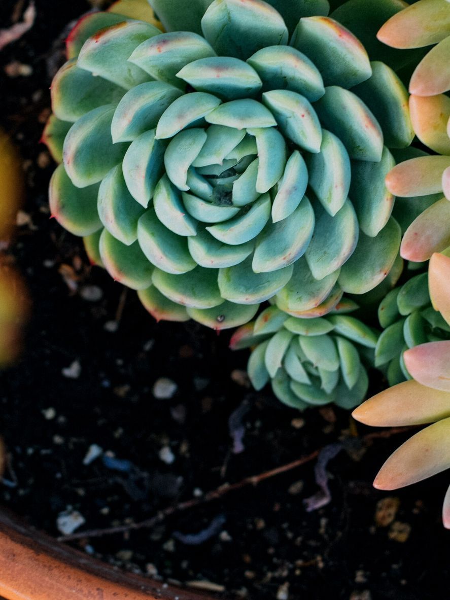 echeveria elegans rosa de alabastro caracteristicas