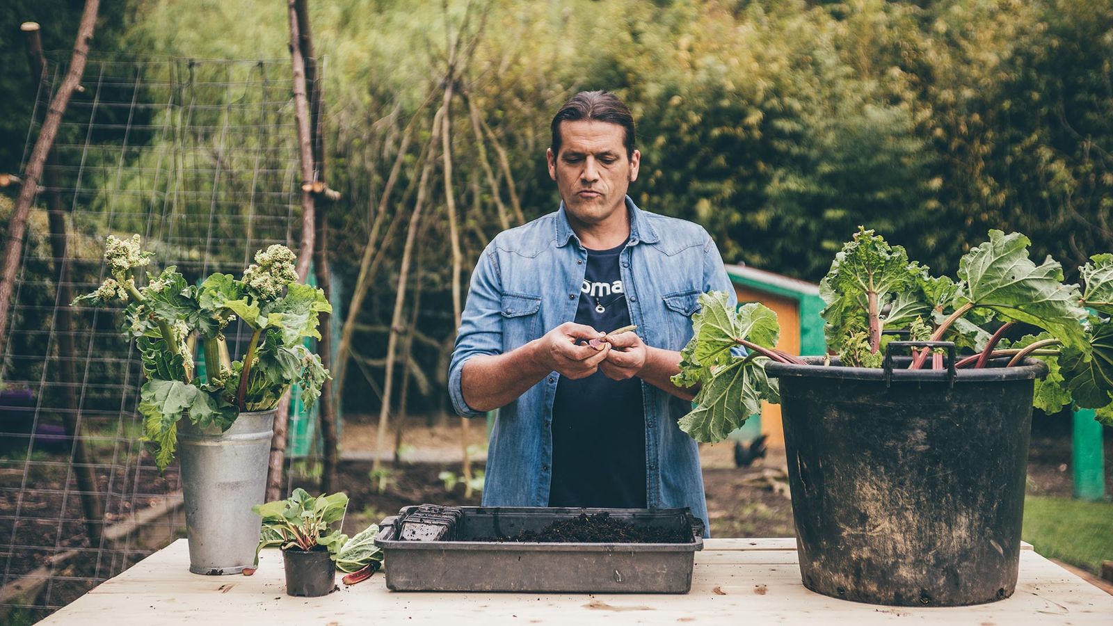 brico 992 jardineria multiplicacion ruibarbo