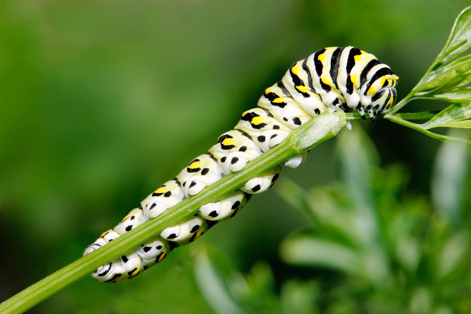plaga de orugas xl