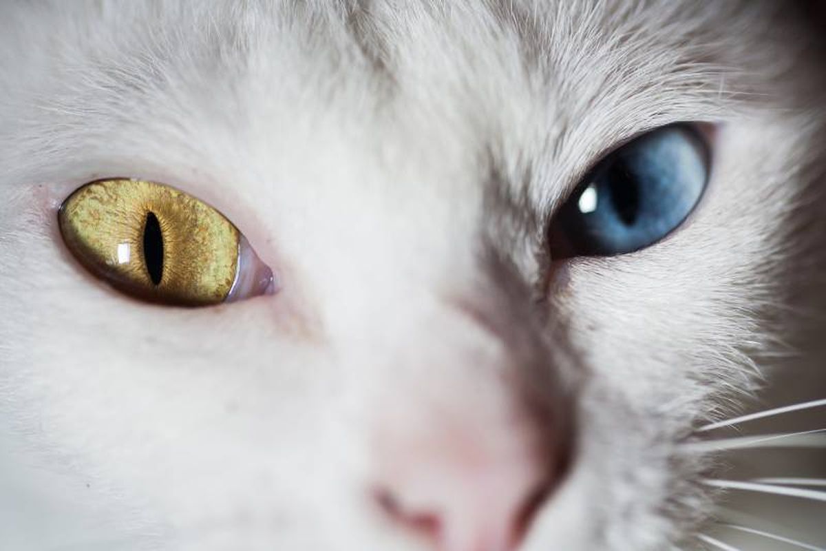 La singularidad y belleza de esta raza de gato son características muy apreciadas y valoradas en la cultura tailandesa.