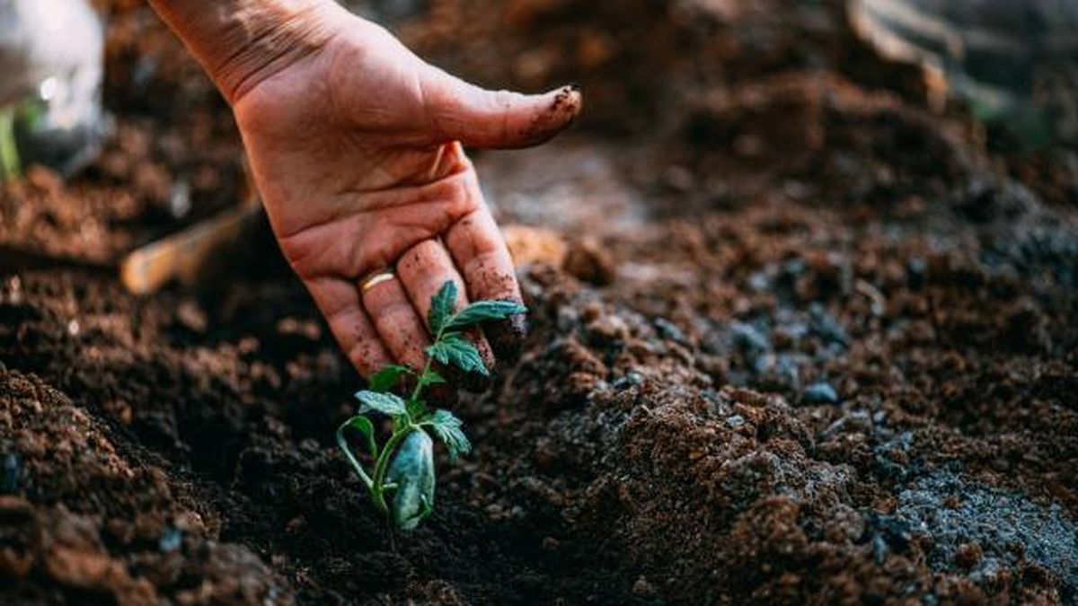 semillas de tomate germinando