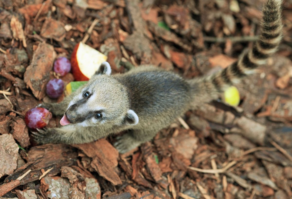 animales exoticos coati alimentacion