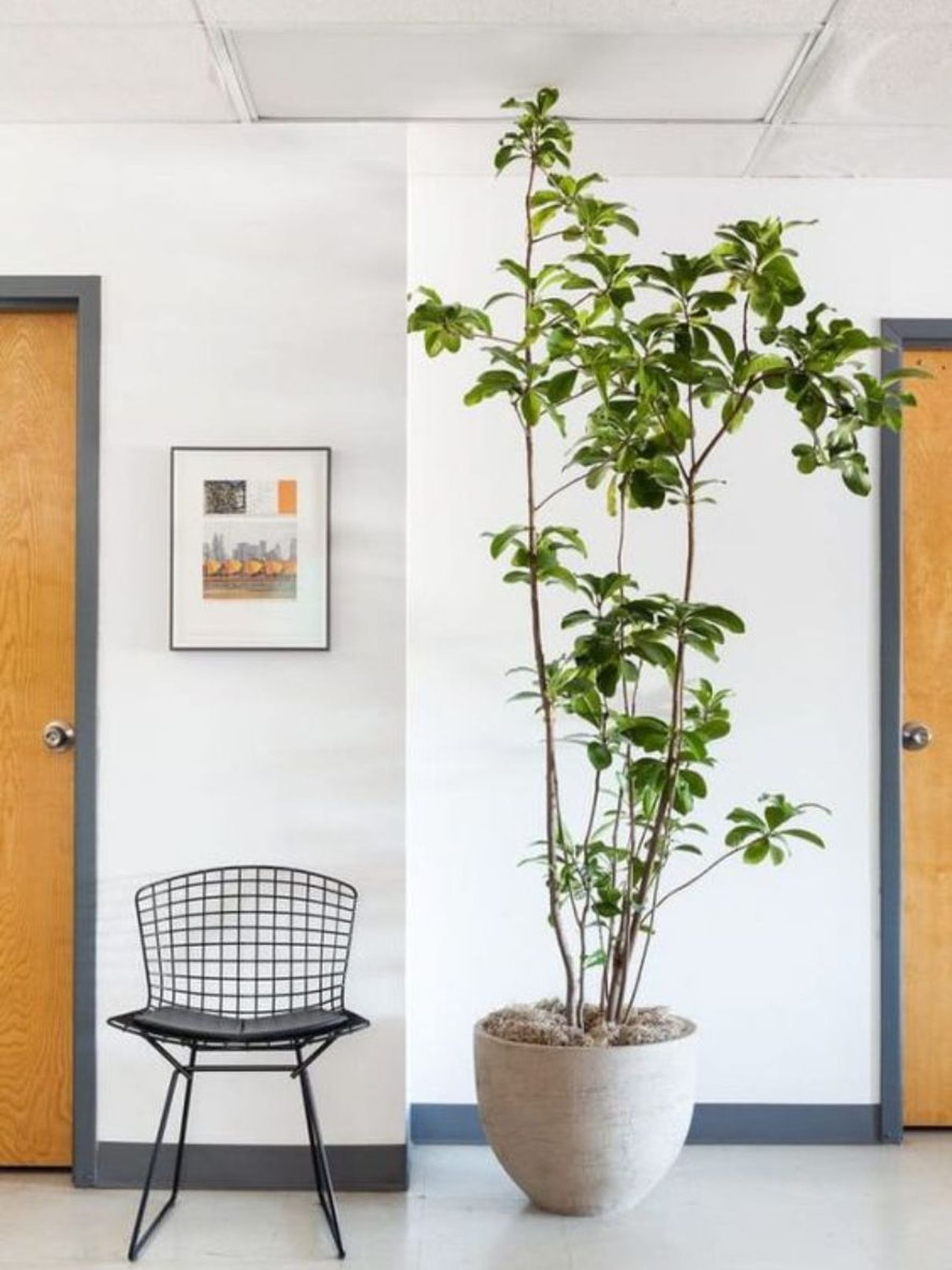 Laurel de nueva zelanda pinterest
