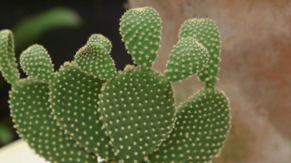 969 opuntias pincho amarillo