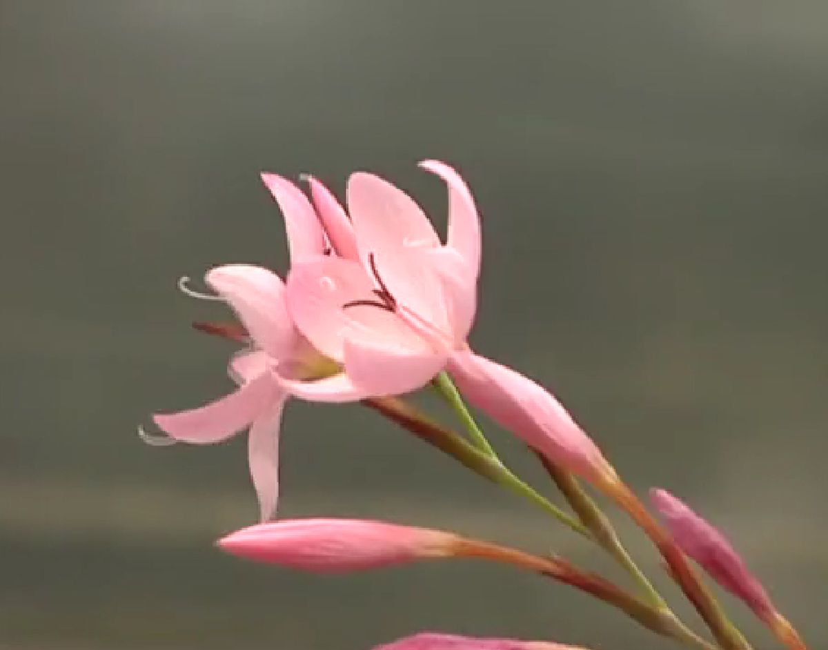 Plantas de colección   Schizostylis coccinea mayor
