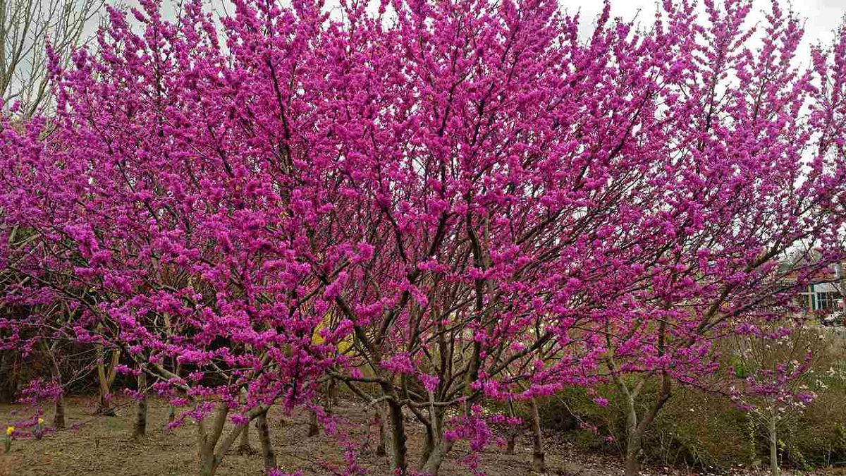 Cercis cilicuastrum.