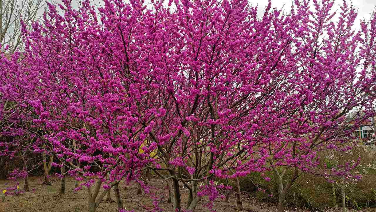 Cercis cilicuastrum.
