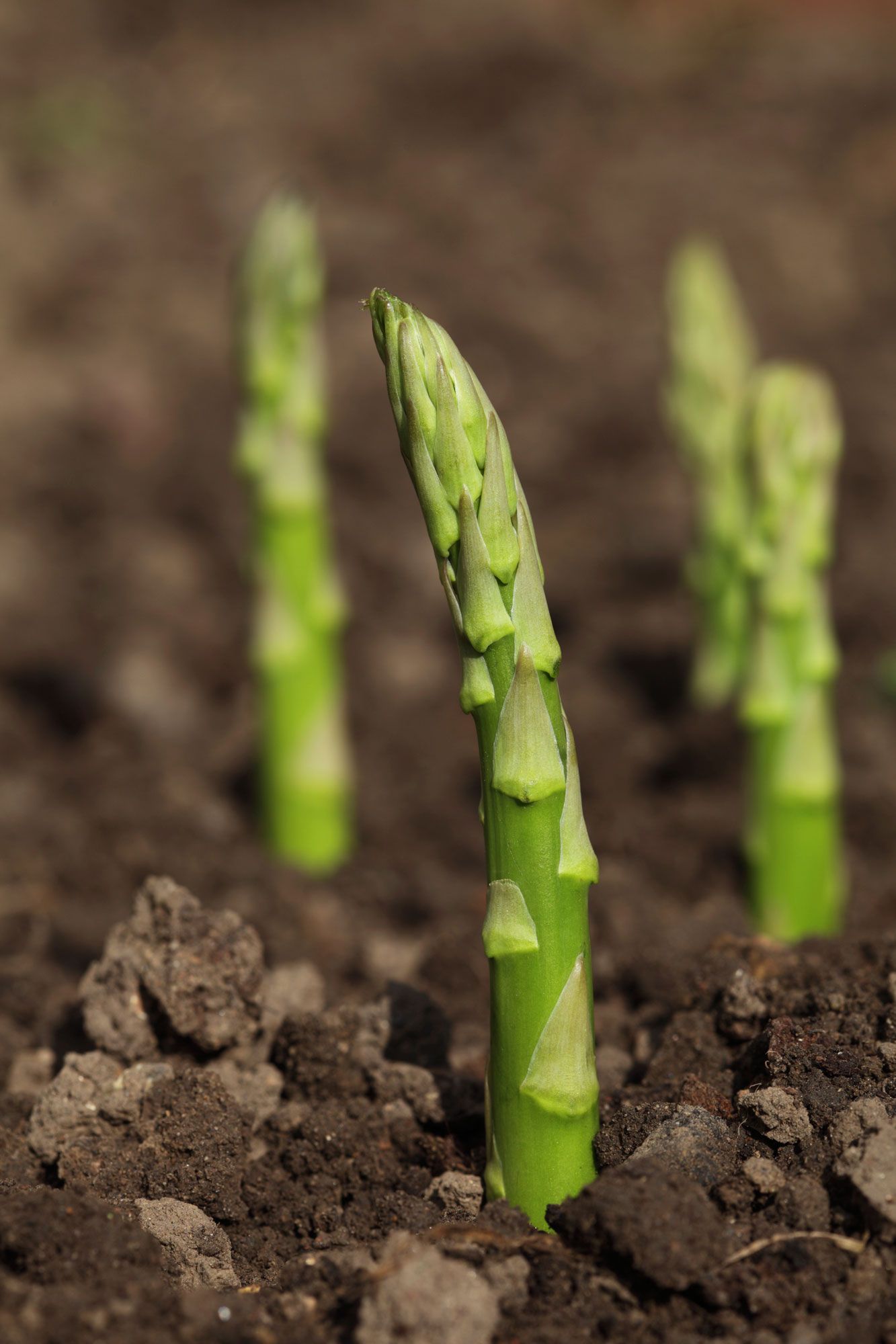 Cómo cultivar la esparraguera   esparrago