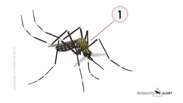 mosquitos transmisores de enfermedades mosquito del japon