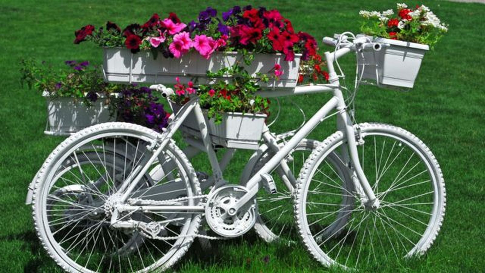 bicicleta pintada de blanco junto a flores en el jardin