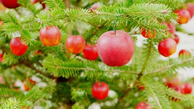 manzanas en los arboles de navidad