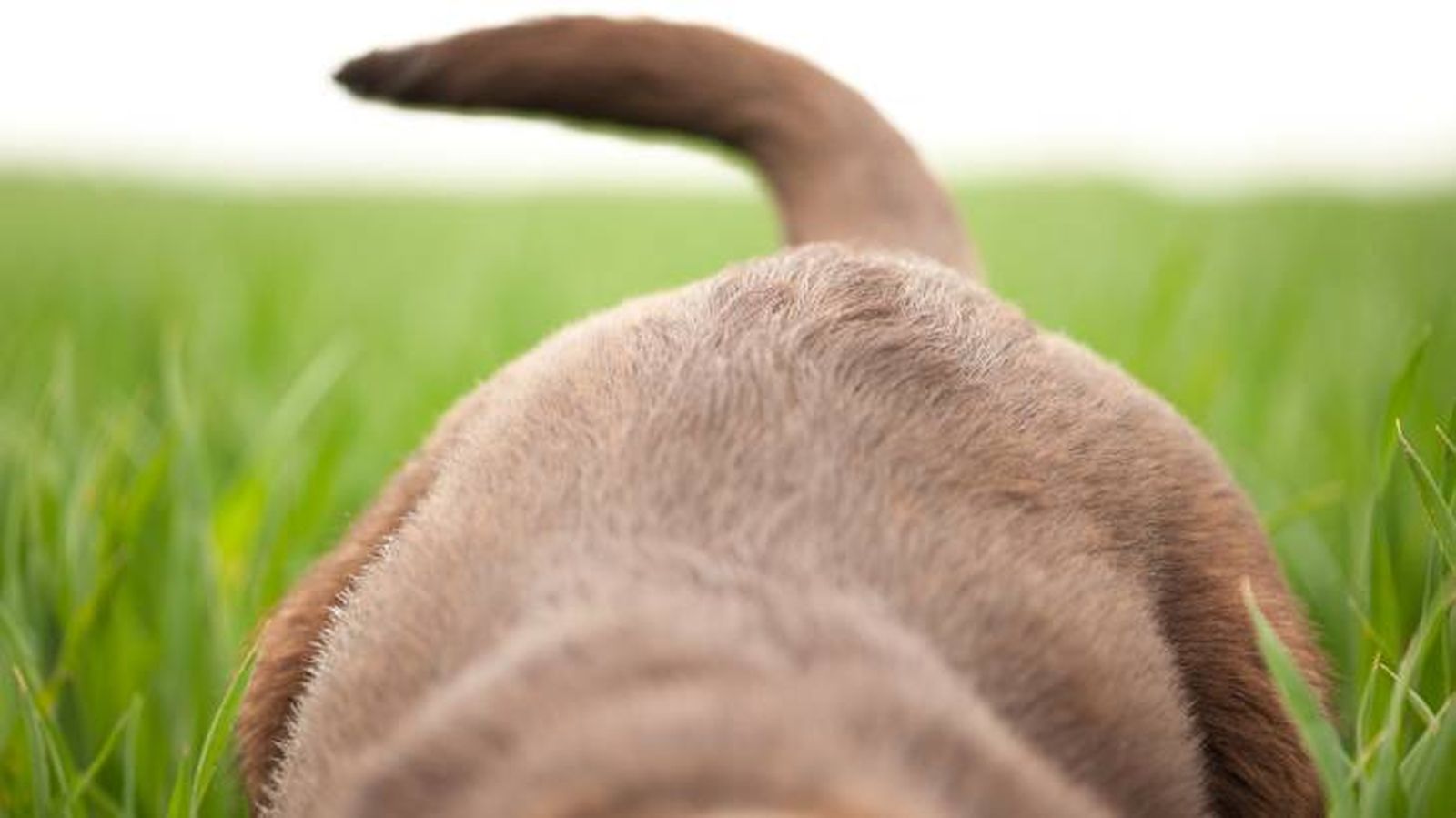 La cola de un perro cachorro