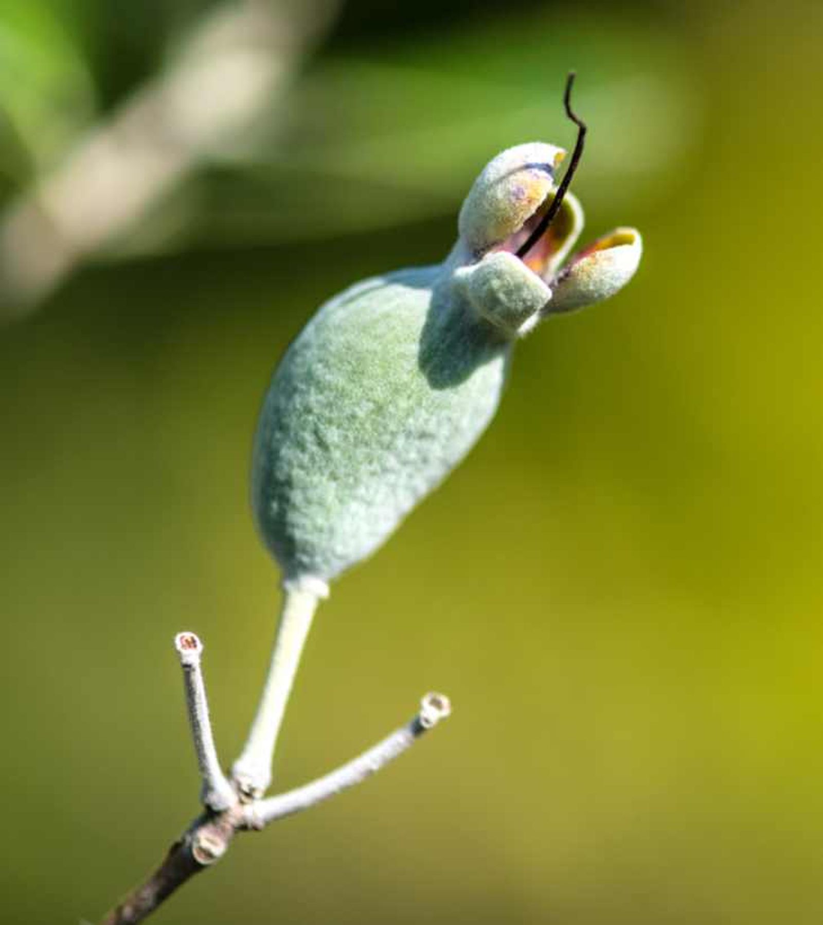 pequeño fruto de feijoa en el árbol
